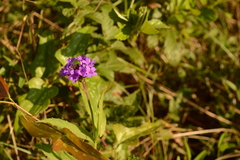 Verbena rigida