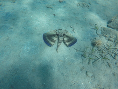 Dactylopterus volitans