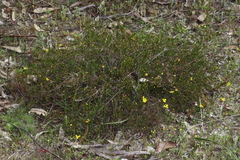 Hibbertia stellaris