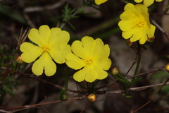 Hibbertia stellaris