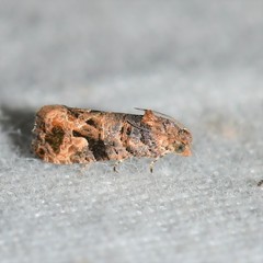 Paralobesia vernoniana