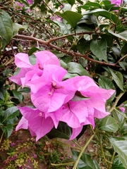 Bougainvillea