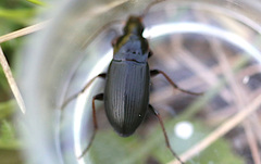 Calathus fuscipes