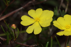 Hibbertia stellaris