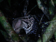 Image of Leopardus pardalis