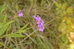 Verbena rigida