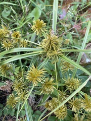 Cyperus serotinus