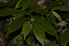 Elatostema reticulatum