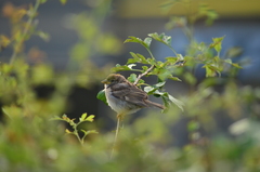 Passer domesticus