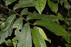 Elatostema reticulatum