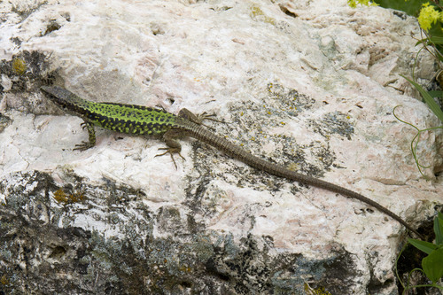 Brauner’s Rock Lizard, Darevskia brauneri