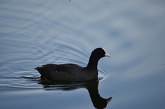 Fulica atra