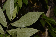 Elatostema reticulatum