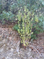 Cistus populifolius