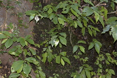 Elatostema reticulatum