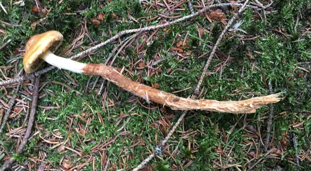rooting brownie