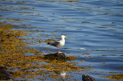 Larus argentatus argentatus