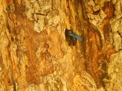 Xylocopa frontalis
