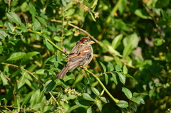 Passer domesticus
