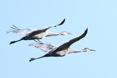 Grus canadensis image