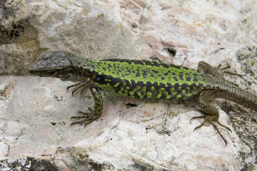 Brauner's Rock Lizard