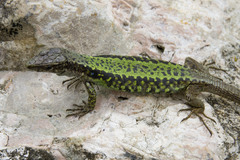 Brauner's Rock Lizard photo 2