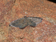 Heteropalpia cortytoides