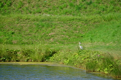 Ardea cinerea