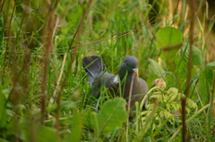 Columba palumbus
