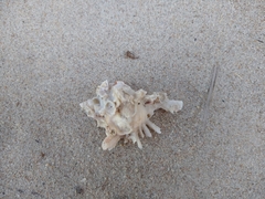 Chicoreus brevifrons