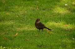 Turdus merula