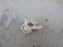 Chicoreus brevifrons