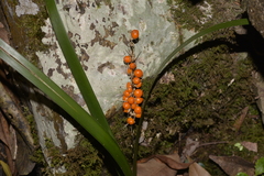 Lomandra spicata