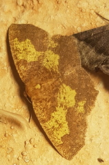 Periclina merana