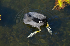 Fulica atra