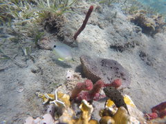 Hypoplectrus unicolor