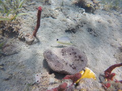 Hypoplectrus unicolor