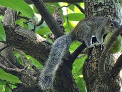 Sciurus nayaritensis