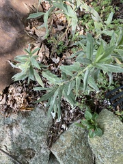 Lithospermum officinale
