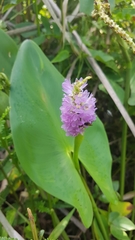 Pontederia sagittata