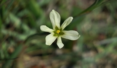 Moraea britteniae