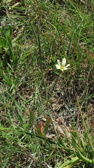 Moraea britteniae