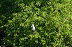 Ardea cinerea