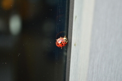 Harmonia axyridis