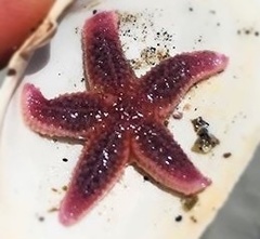 Asterias rubens