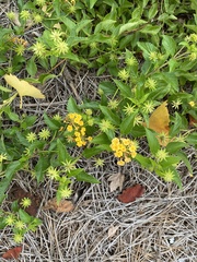 Lantana × hybrida