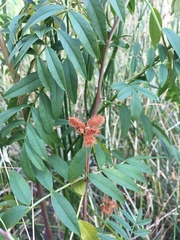 Glycyrrhiza