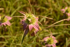 Monarda punctata