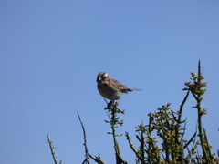 Zonotrichia capensis