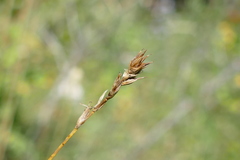 Carex siccata